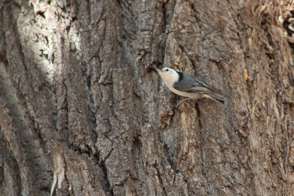 White-breasted Nuthatch - ML330203121