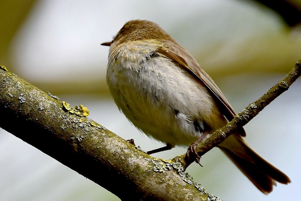 Common Chiffchaff - ML330203271