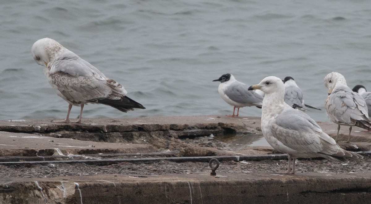 Iceland Gull (Thayer's) - ML330204211