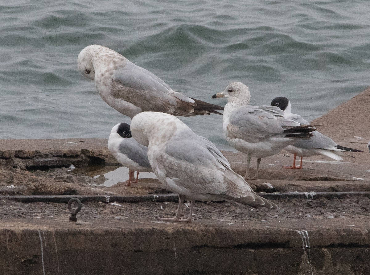 Iceland Gull (Thayer's) - ML330204221