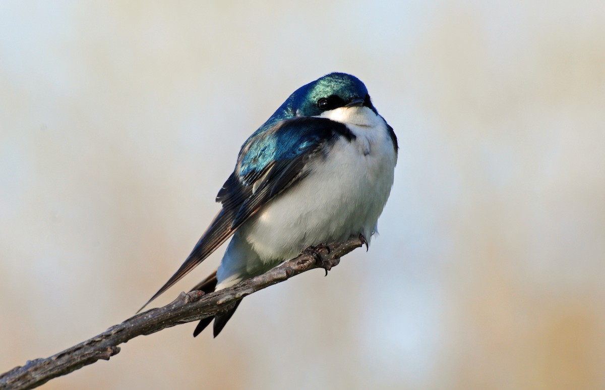 Tree Swallow - ML330204491