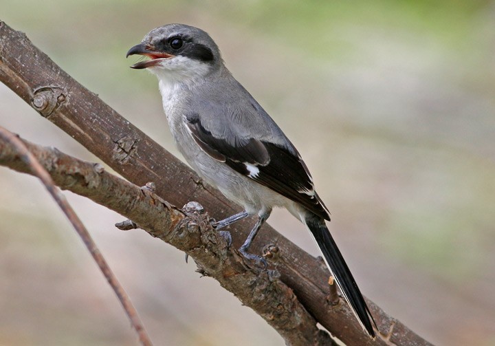 Loggerhead Shrike - Kris Petersen