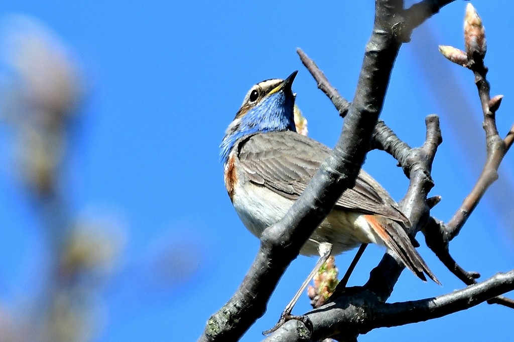 Bluethroat - ML330208681