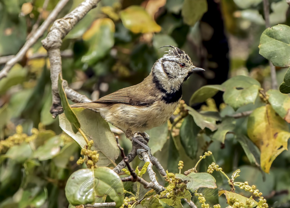 Crested Tit - ML330209621