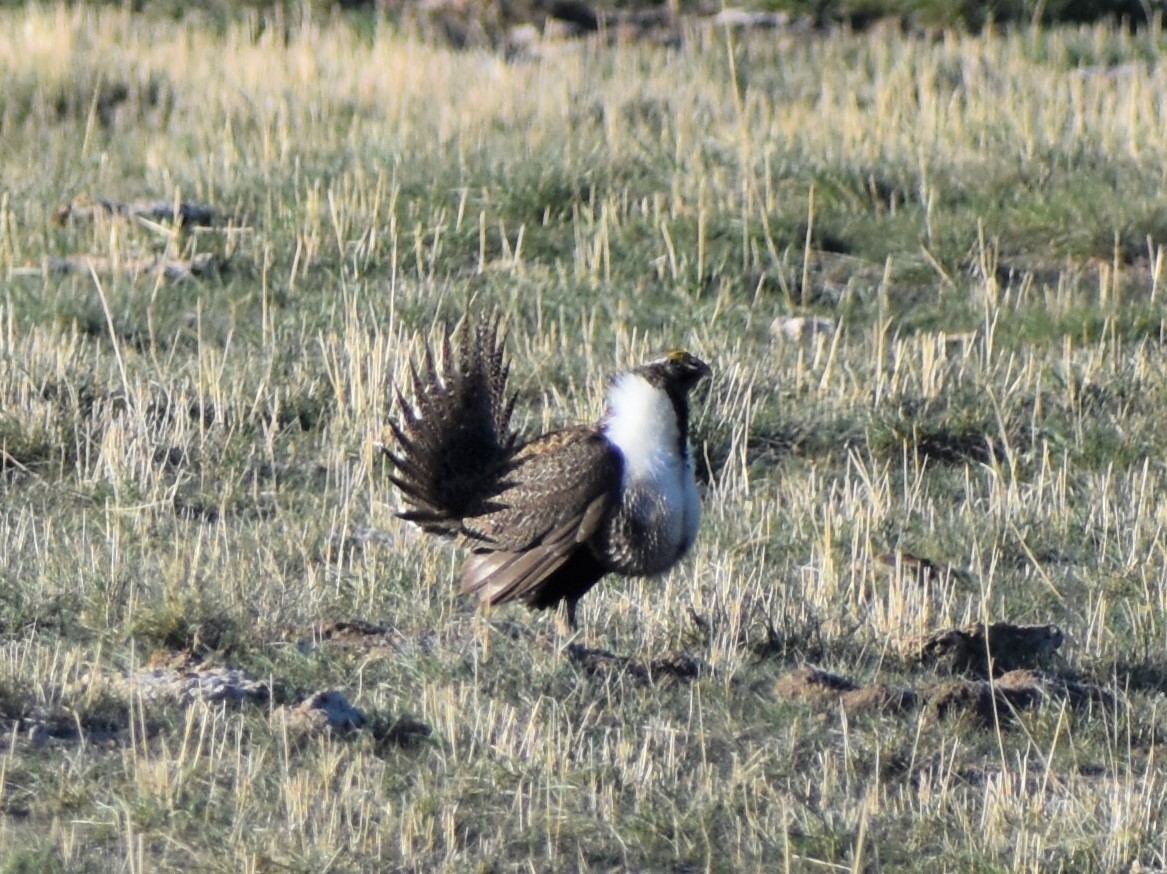Greater Sage-Grouse - ML330209791