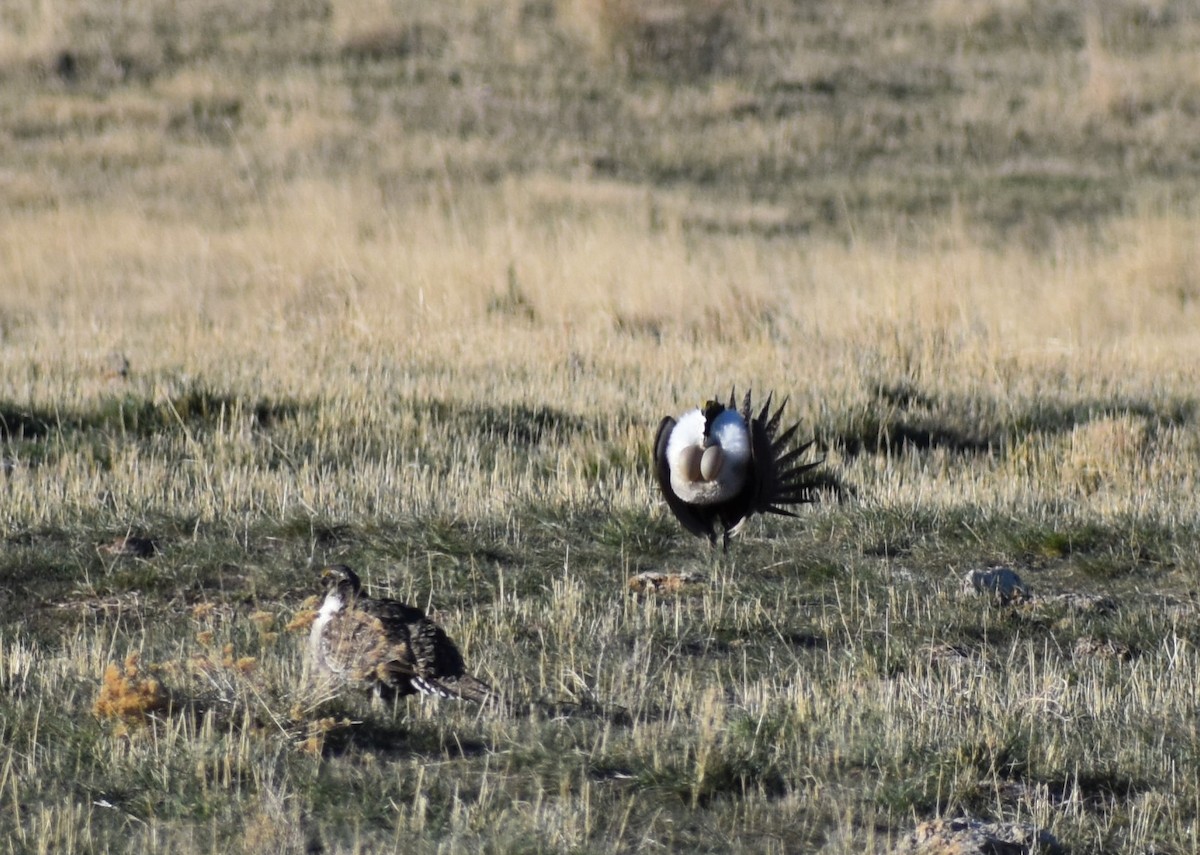 Greater Sage-Grouse - ML330209801
