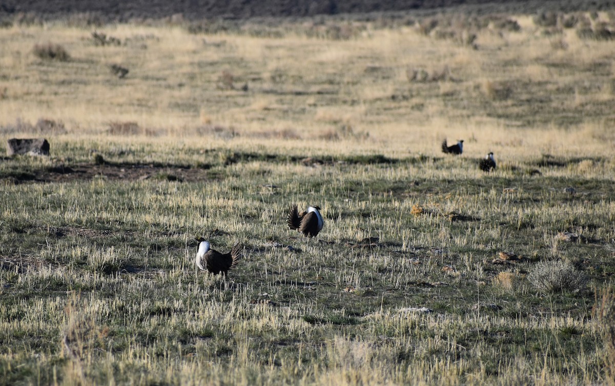 Greater Sage-Grouse - ML330209821