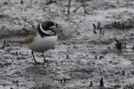 Semipalmated Plover - ML330210991