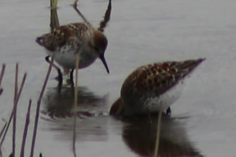 Western Sandpiper - ML330211121