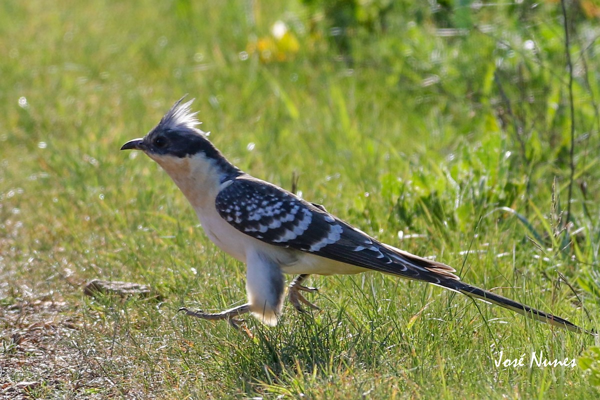 Great Spotted Cuckoo - ML330211251