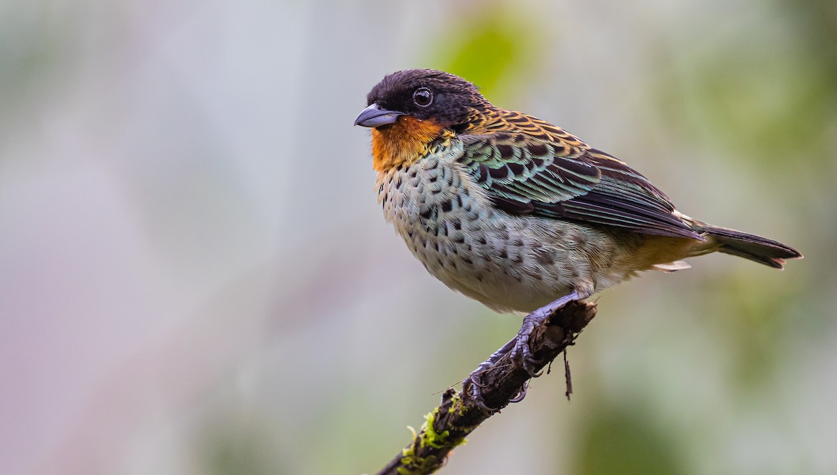 Rufous-throated Tanager - Xavier Munoz