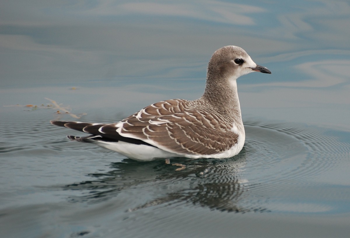 Sabine's Gull - Chris Bartlett