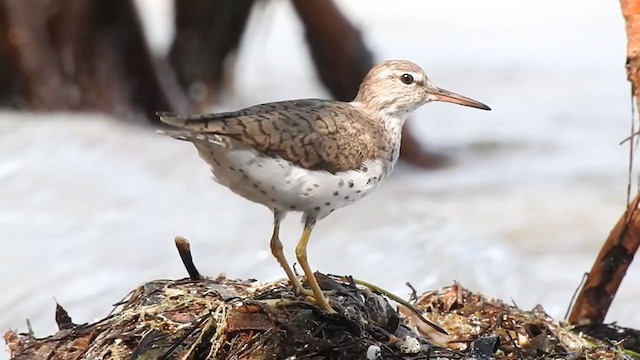 Spotted Sandpiper - ML330213301