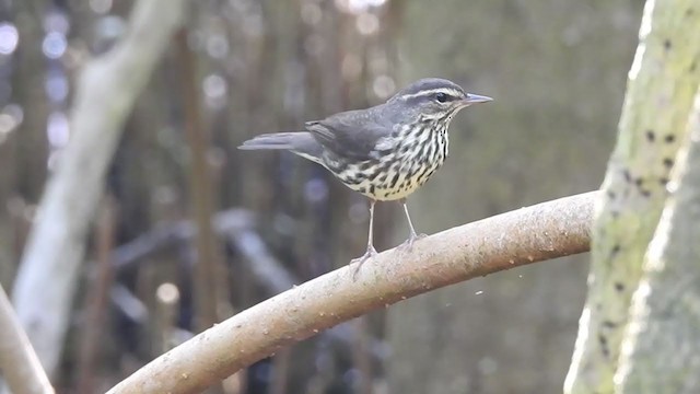 Northern Waterthrush - ML330213521