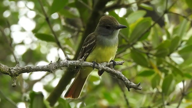 Great Crested Flycatcher - ML330213601