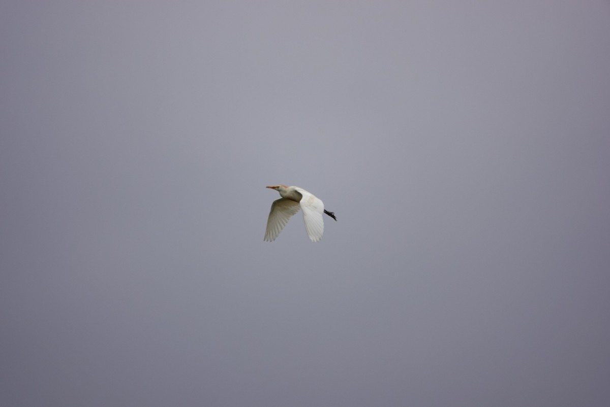 Western Cattle Egret - ML330214151