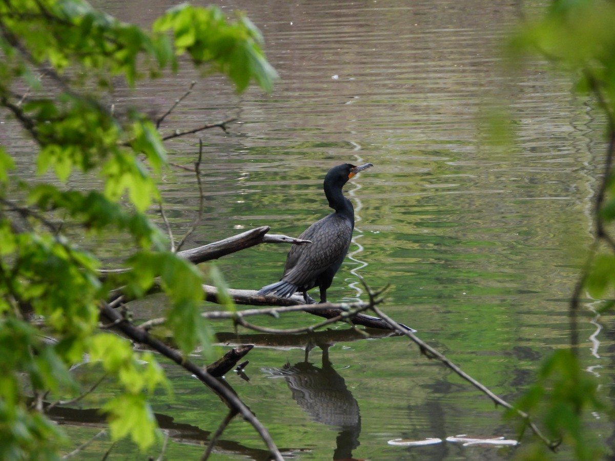 Double-crested Cormorant - ML330216411