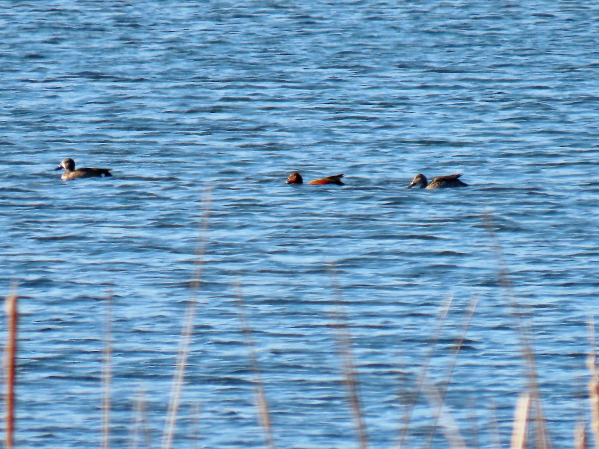 Cinnamon Teal - Dave&Kerry Sehloff