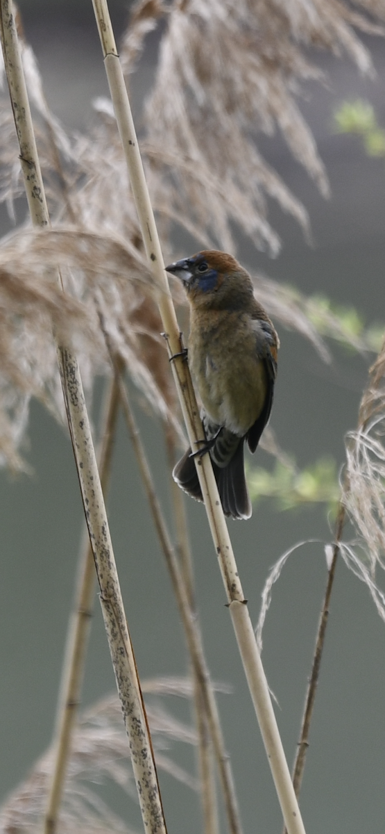 Blue Grosbeak - ML330218201