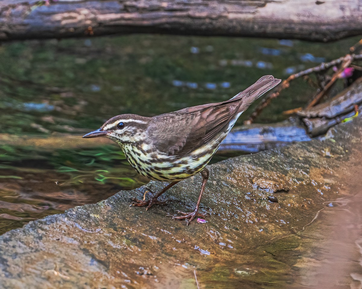 Northern Waterthrush - ML330218611