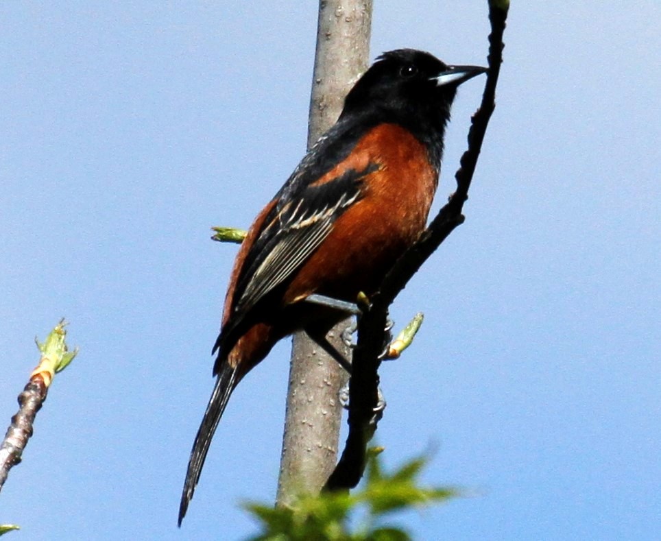 Oriole des vergers - ML330218661