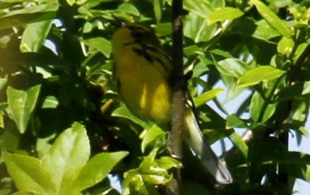 Prairie Warbler - ML330219201