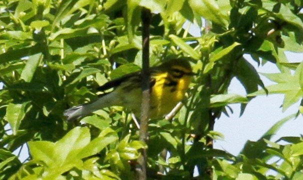 Prairie Warbler - ML330219211