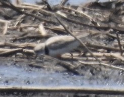 Пісочник жовтоногий - ML330219671