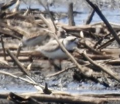 Piping Plover - ML330219871