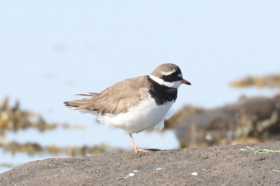 Common Ringed Plover - ML330221671