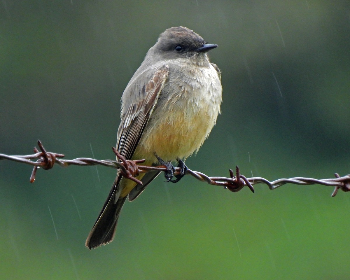 Say's Phoebe - ML330221801