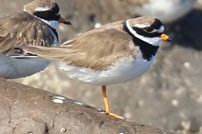 Common Ringed Plover - ML330222191