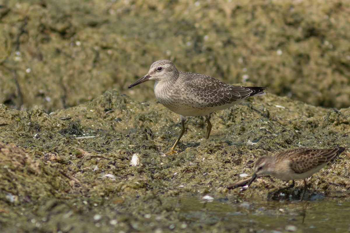 Red Knot - Kyle Blaney