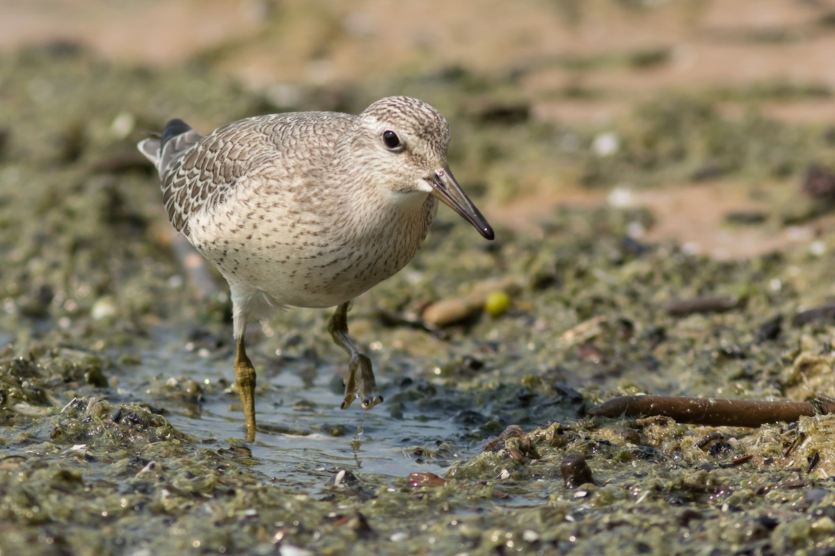 Red Knot - Kyle Blaney