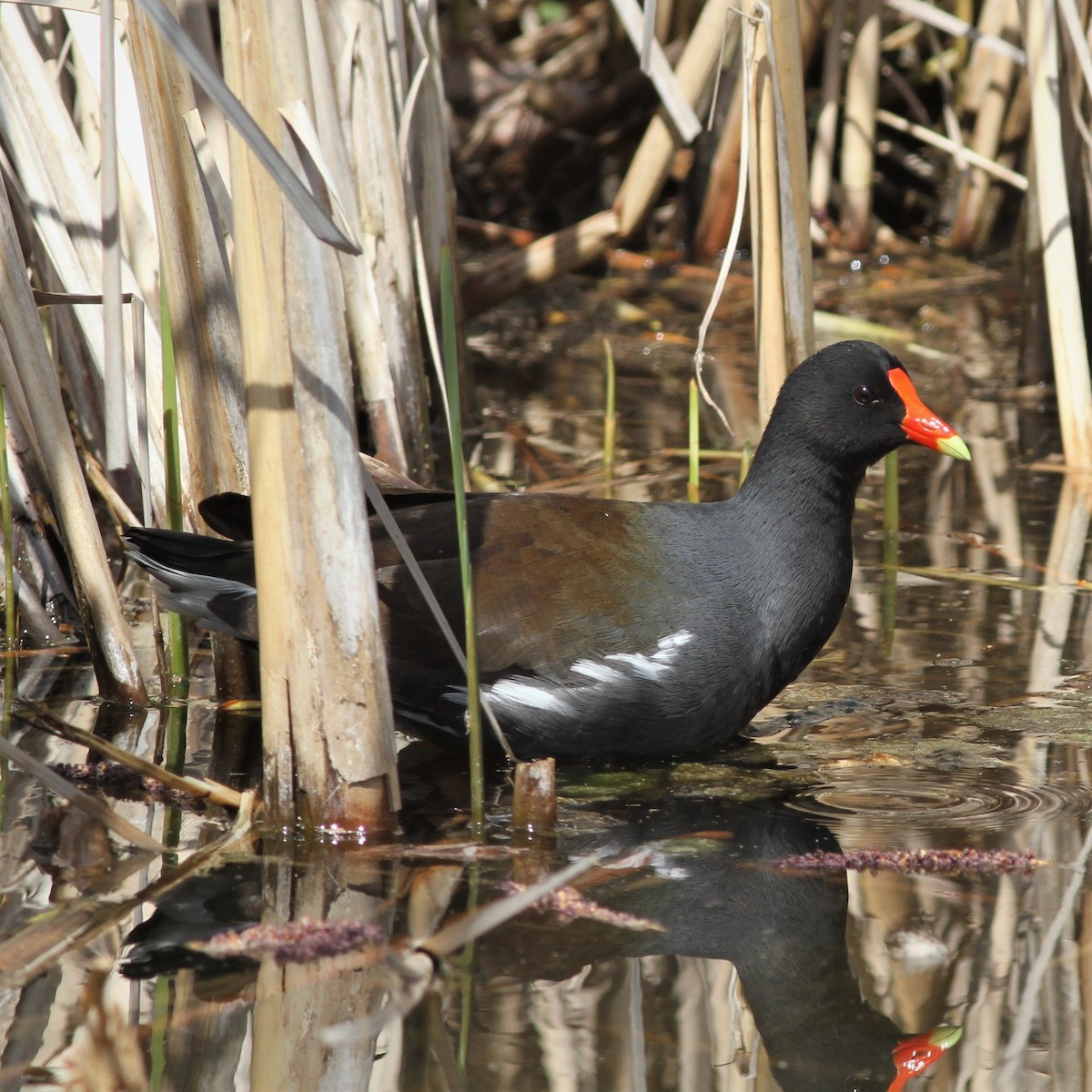 Common Gallinule - Colin Gerber