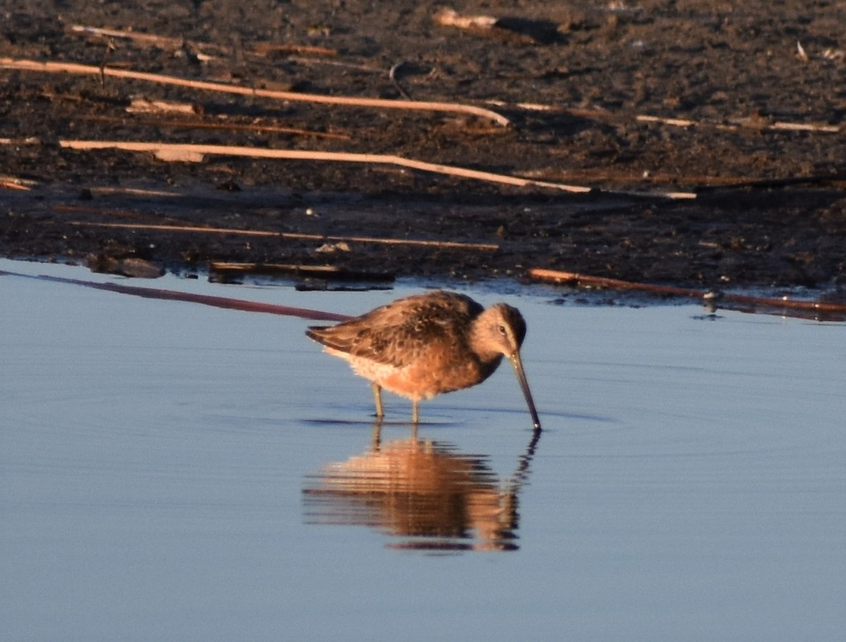 Long-billed Dowitcher - ML330225221