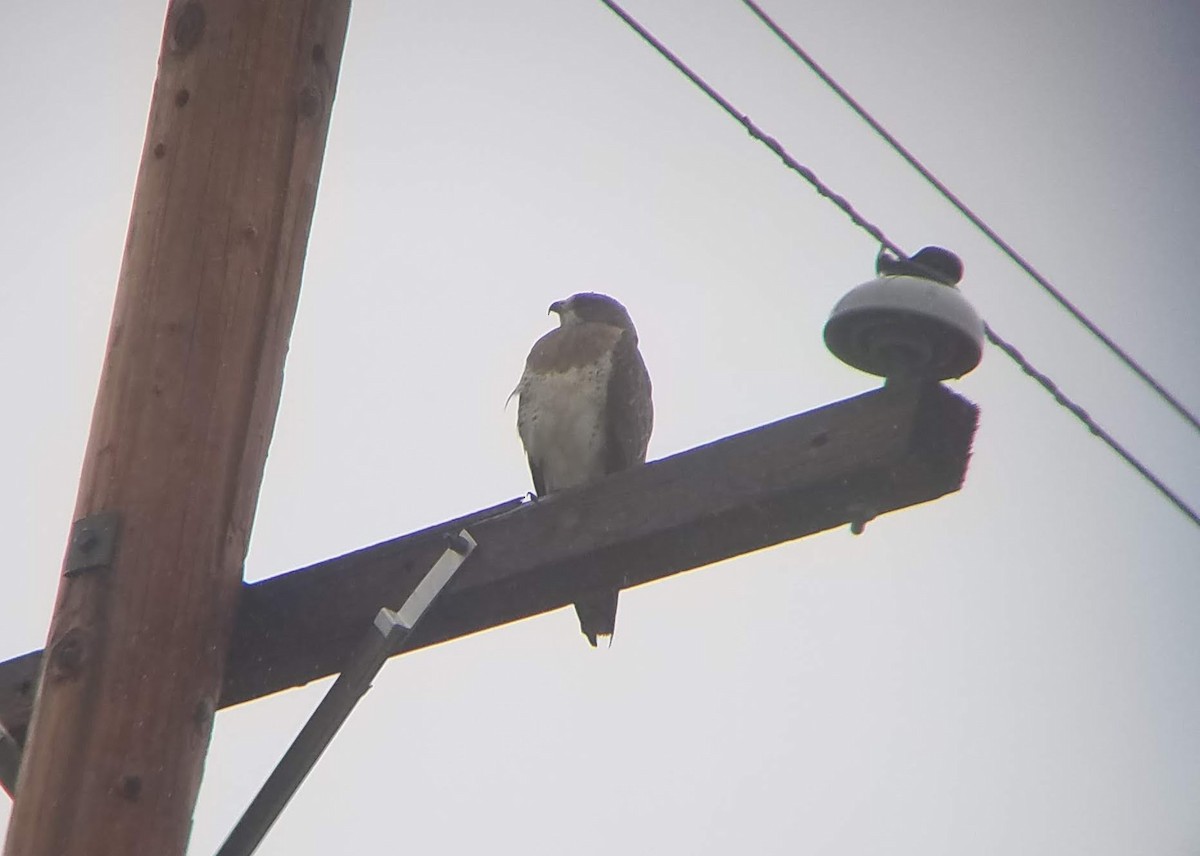 Swainson's Hawk - ML330225711