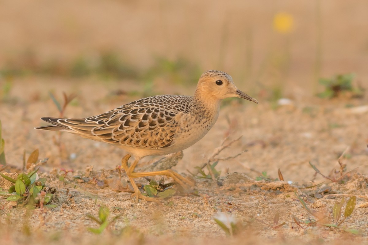 Buff-breasted Sandpiper - Kyle Blaney
