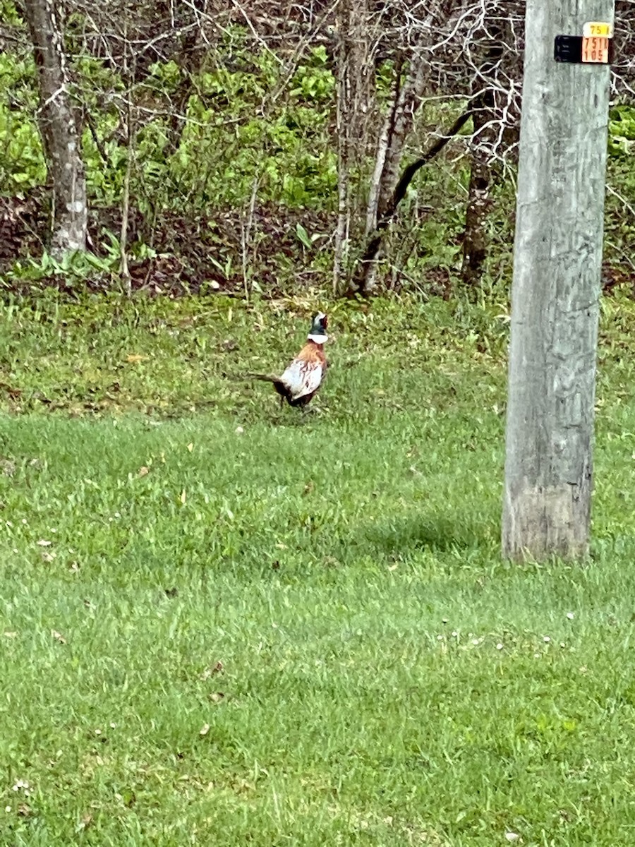 Ring-necked Pheasant - ML330235511