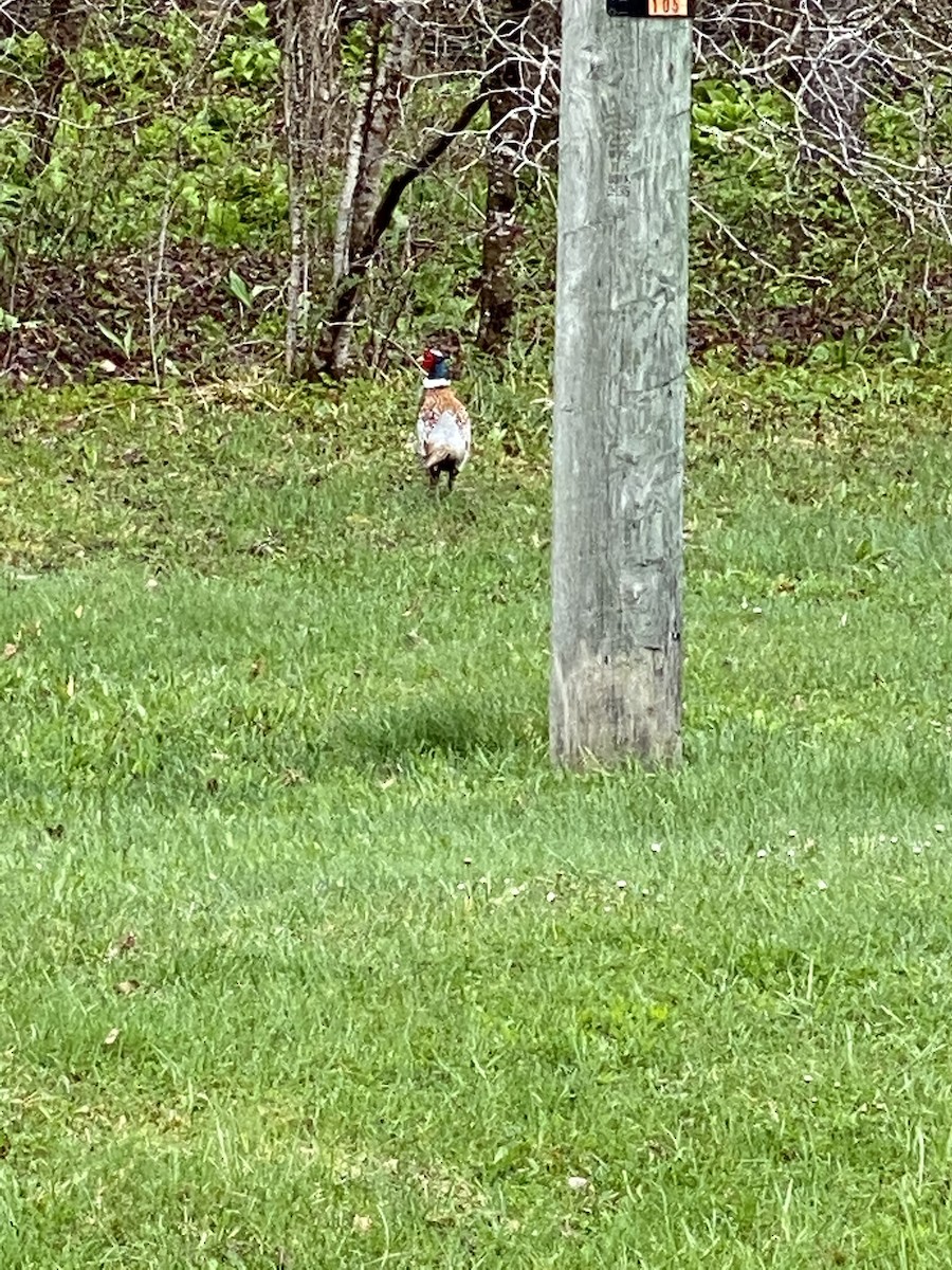 Ring-necked Pheasant - ML330235541