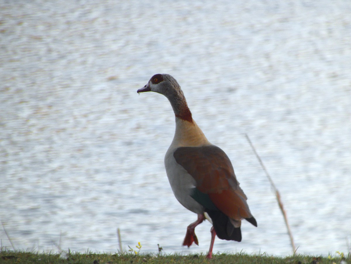 Egyptian Goose - ML330236391