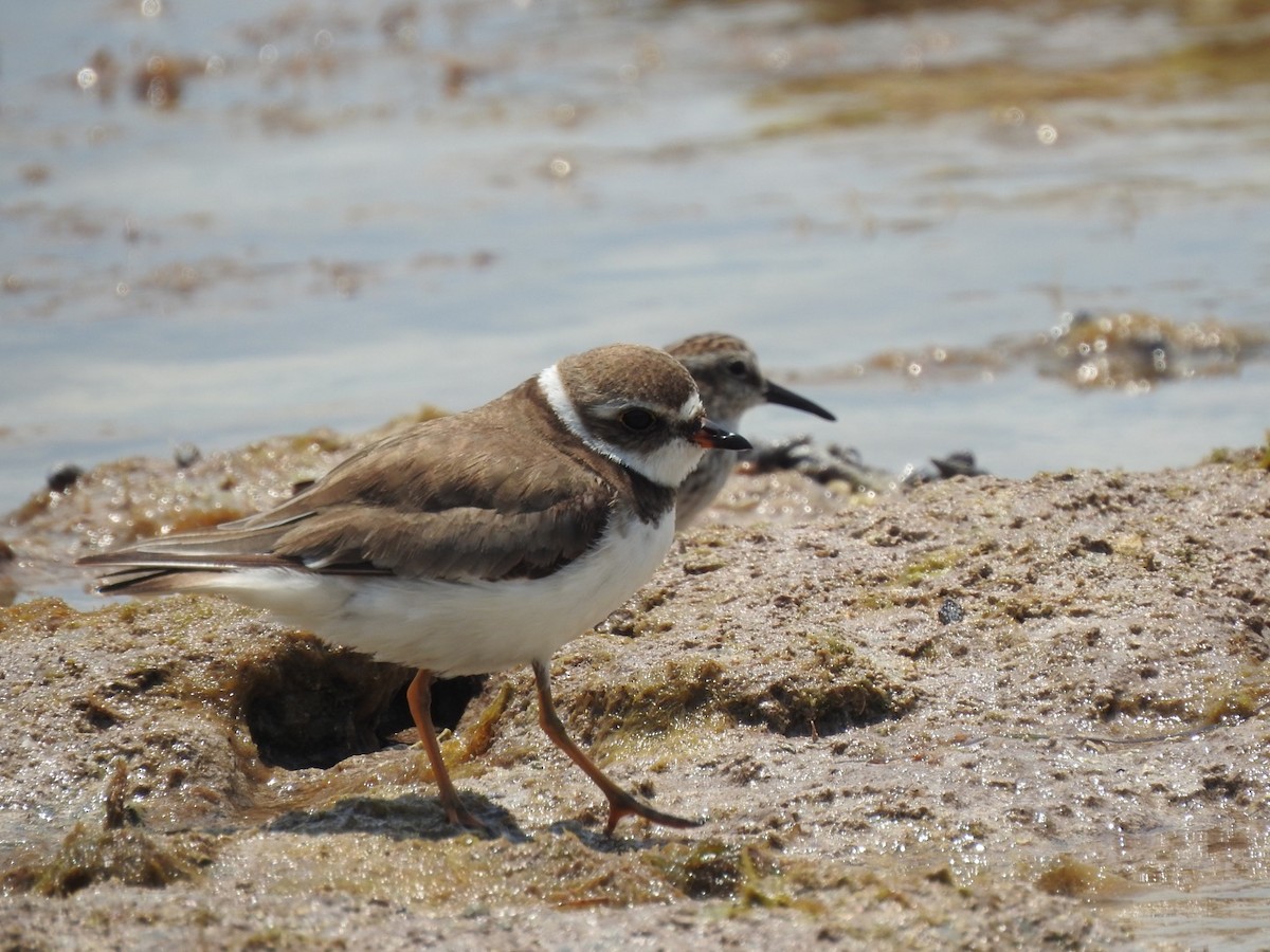 Semipalmated Plover - ML330239041