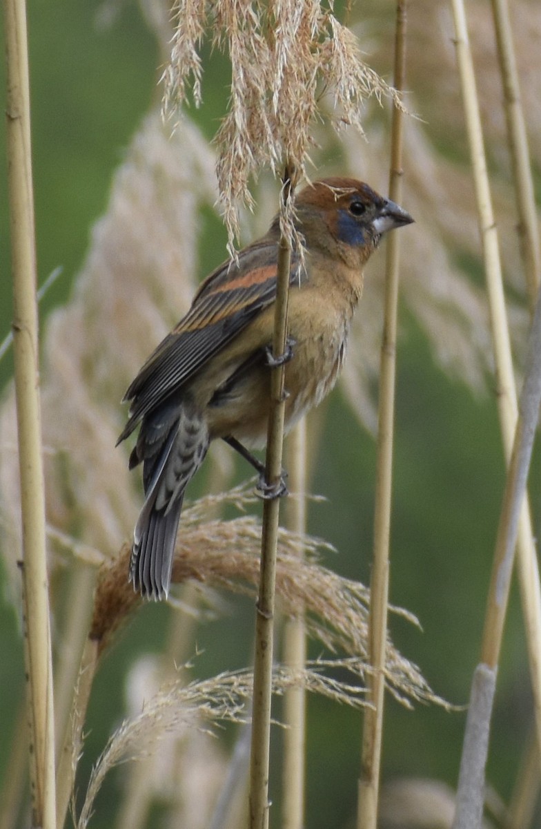 Blue Grosbeak - ML330239721