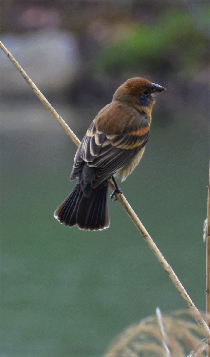 Blue Grosbeak - ML330240131