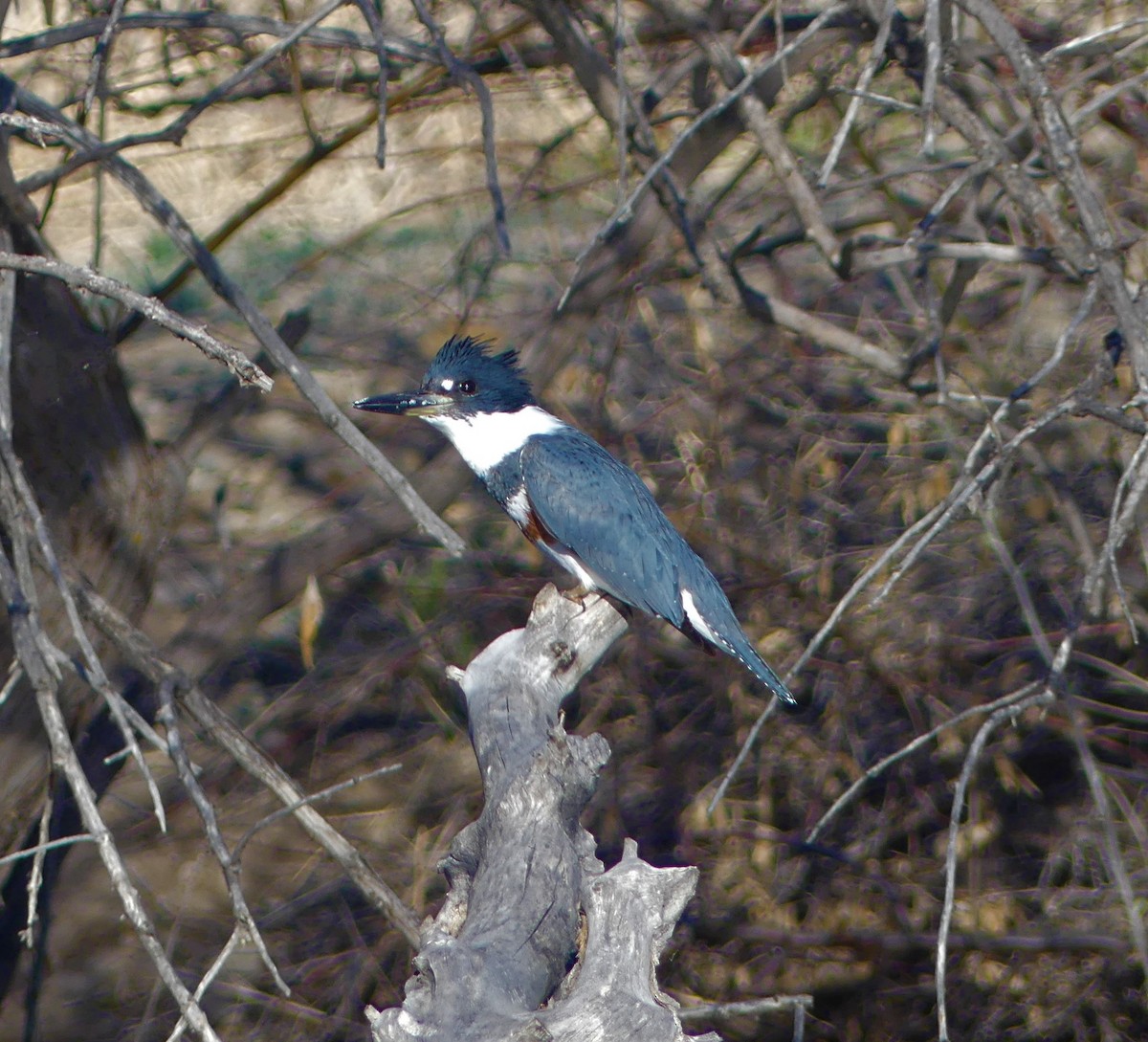 Belted Kingfisher - ML330243501