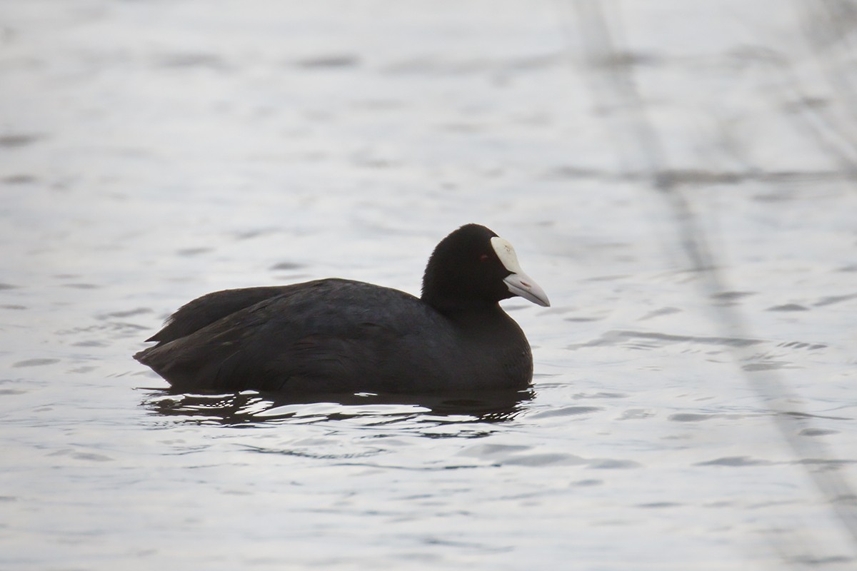 Eurasian Coot - ML330244781