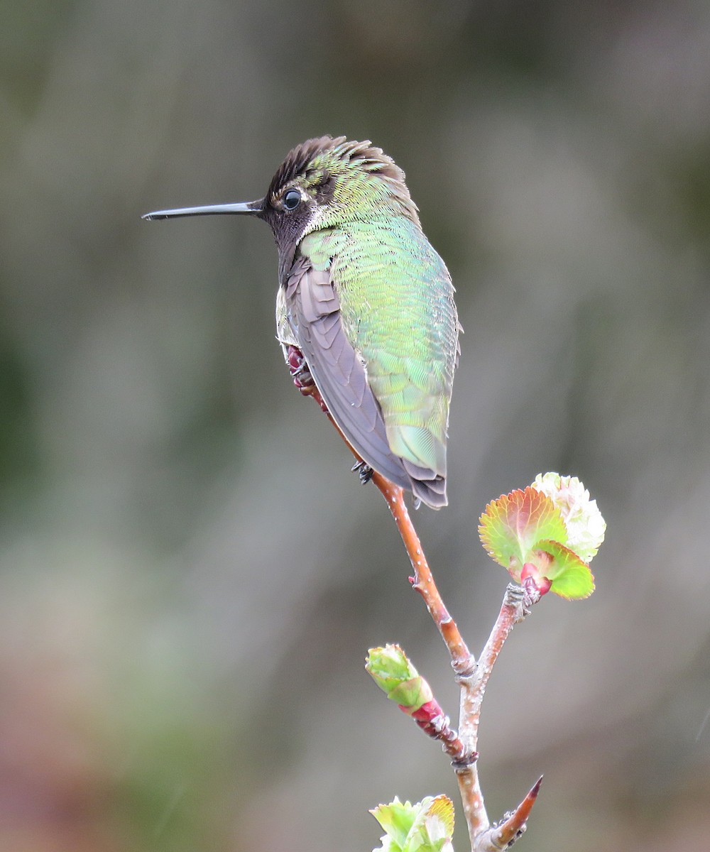 Anna's Hummingbird - ML330244971