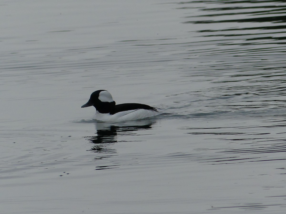 Bufflehead - ML330246311