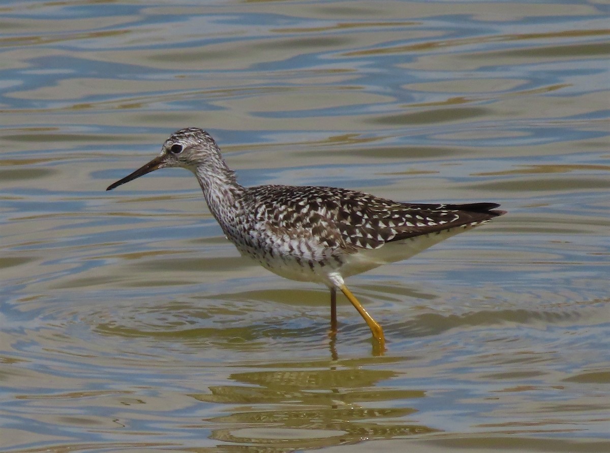 Greater Yellowlegs - David Smith