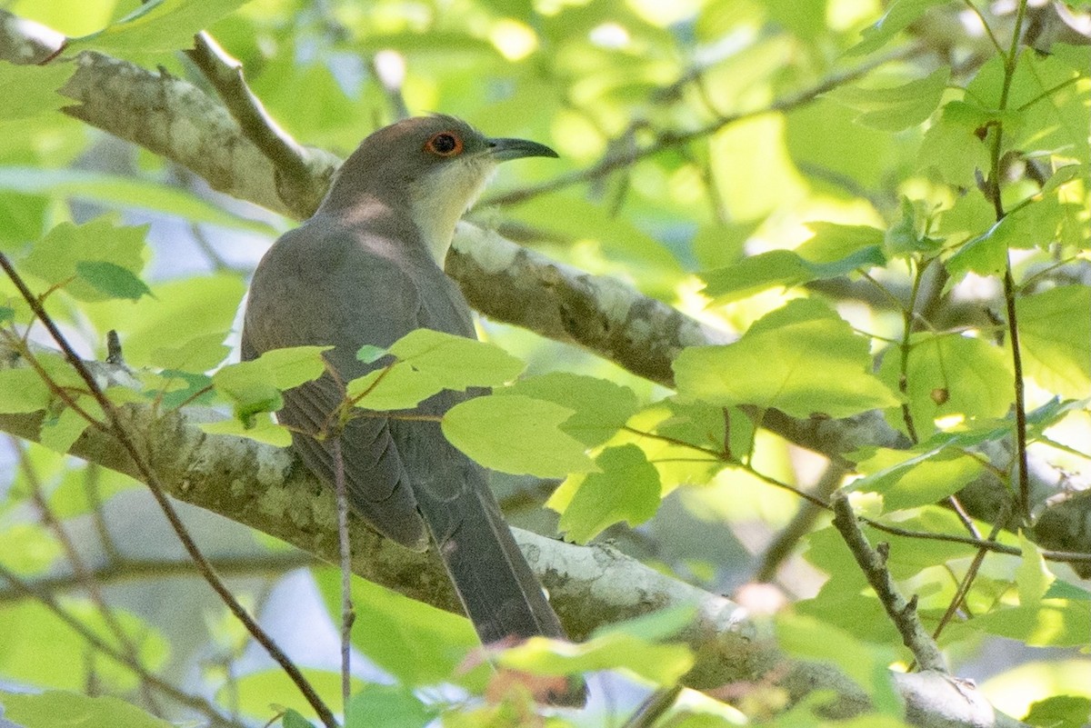 Black-billed Cuckoo - ML330247521